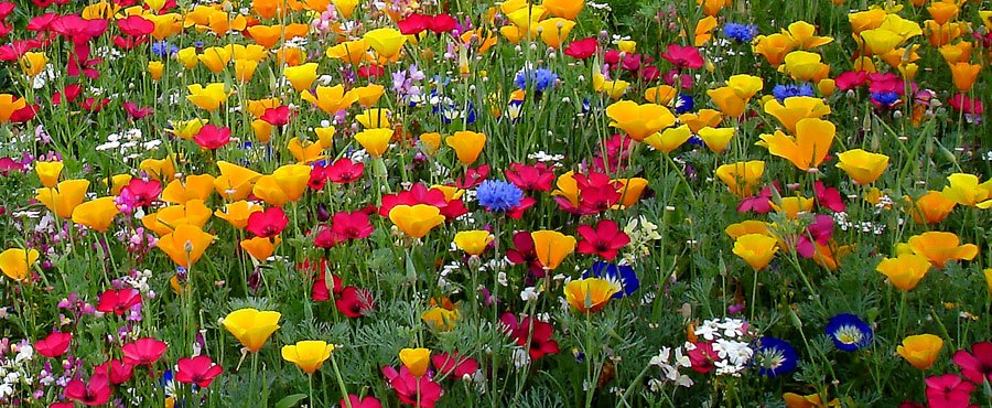 blumensamenmischung