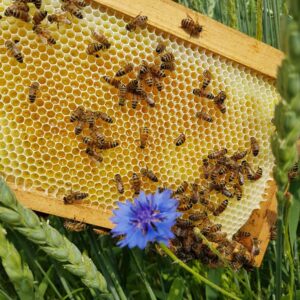 Kornblume vor Honigwabe mit Bienen